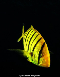 yellow zebra :) by Ladislav Nogacek 